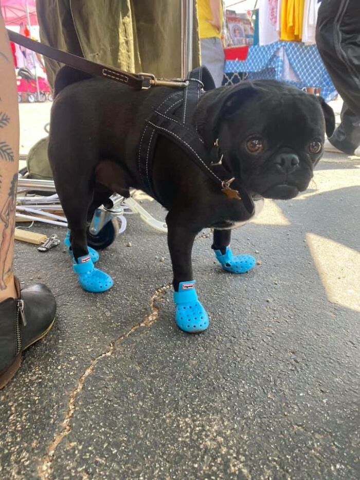 Otis In Atlanta, In His Lil Crocs
