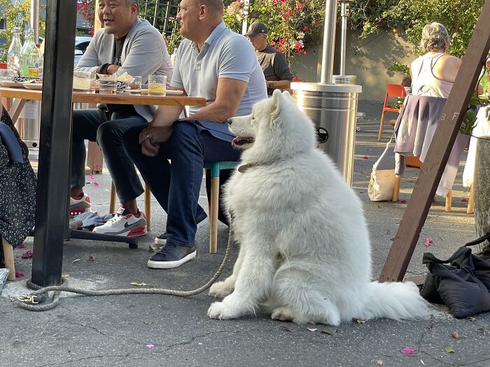 This...this Is A Man In A Dog Suit, Right?