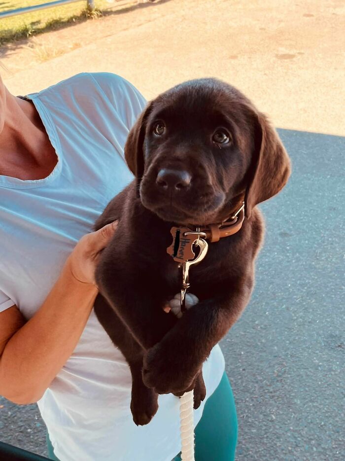 This Is Harvey, Waiting Patiently For His Burrito