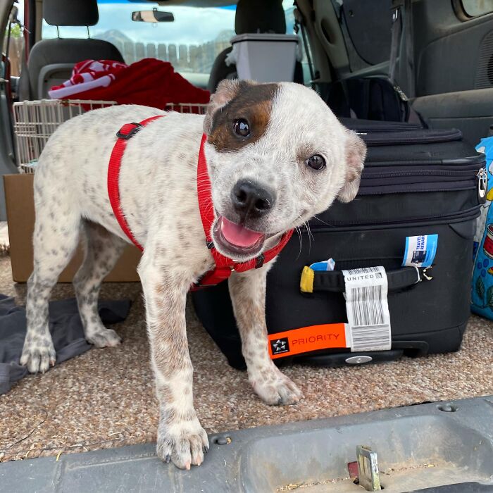 Hi Good Morning I’m An Oreo And Yes I Have Your Checked Bag Right Here