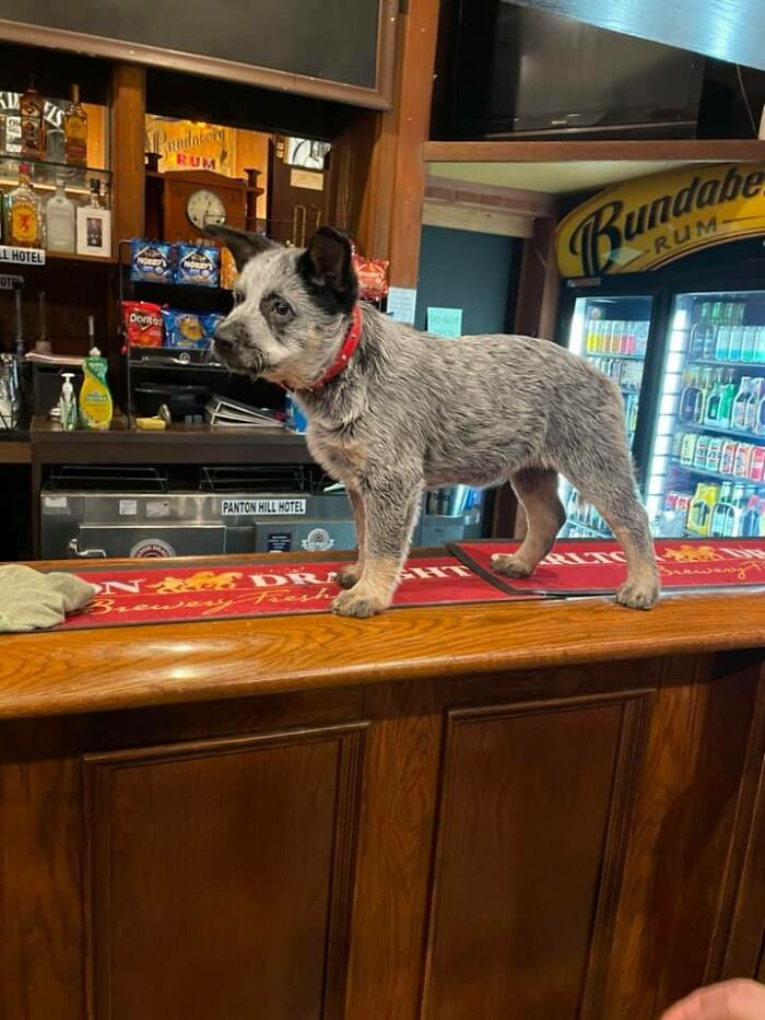 Meet Viper! King Of The Pub. His Cuddles Were A 10/10