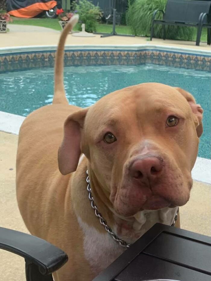 This Beautiful Boy Lives At The Inn We’re Staying At This Week. His Name Is Bruno, He’s 130lbs Of Pure Beefy Love, And 116/10 Would Let Him Gaze Into My Eyes Again Any Day