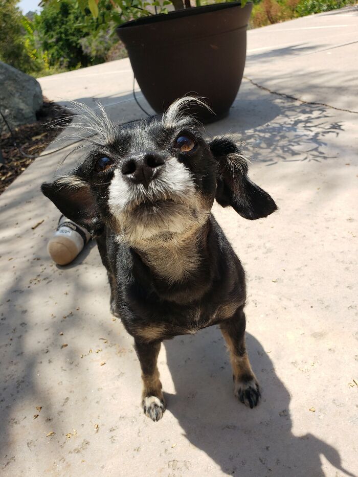 Joey And Those Fabulous Eyebrows!