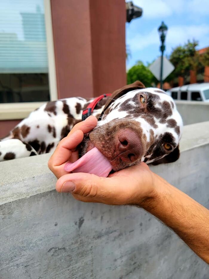 Taking A Stroll In San Diego's Little Italy When This Guy Pops Up From His Patio Begging For Pats. Uhhhhh.....yes! He Reciprocated With Kisses