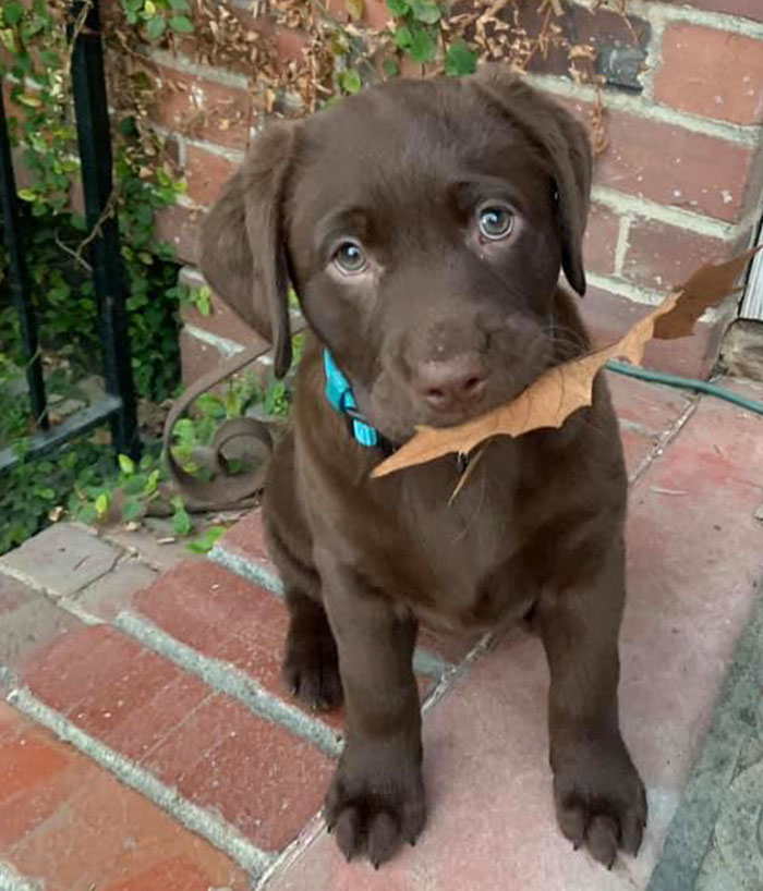 Here’s Leaf For You