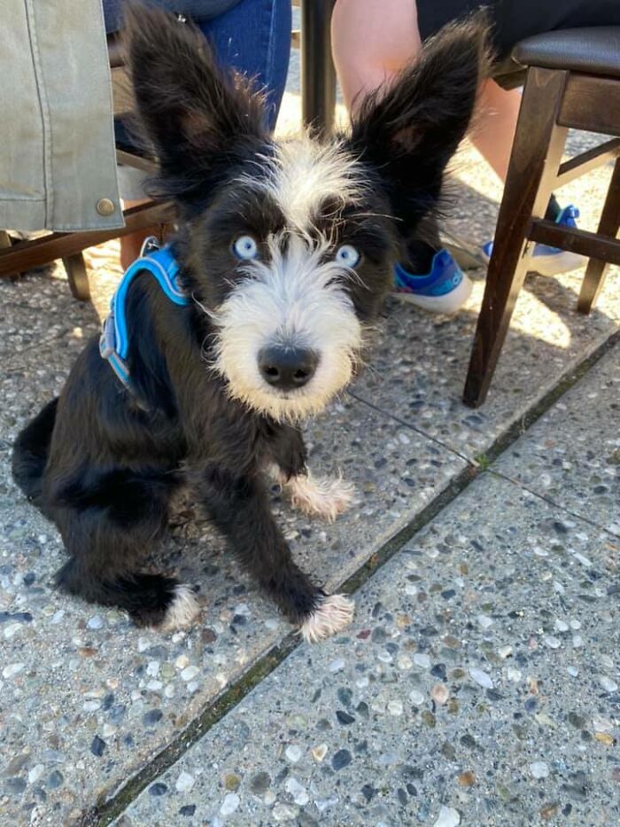 Spotted This Guy From The Isle Of Dogs Movie!