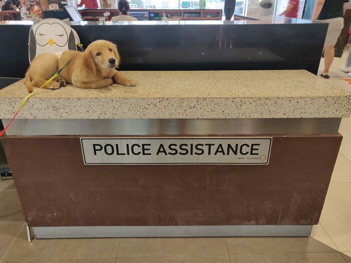 Best Paw-Lice Assistance Desk I've Ever Seen