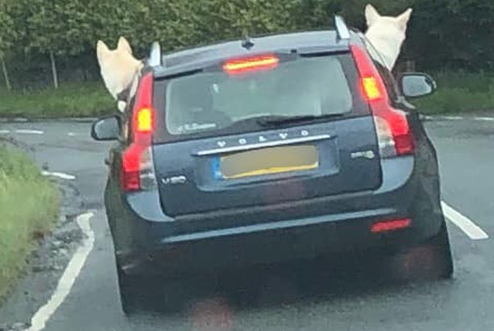 Have You Ever Seen Indicators That Bark??