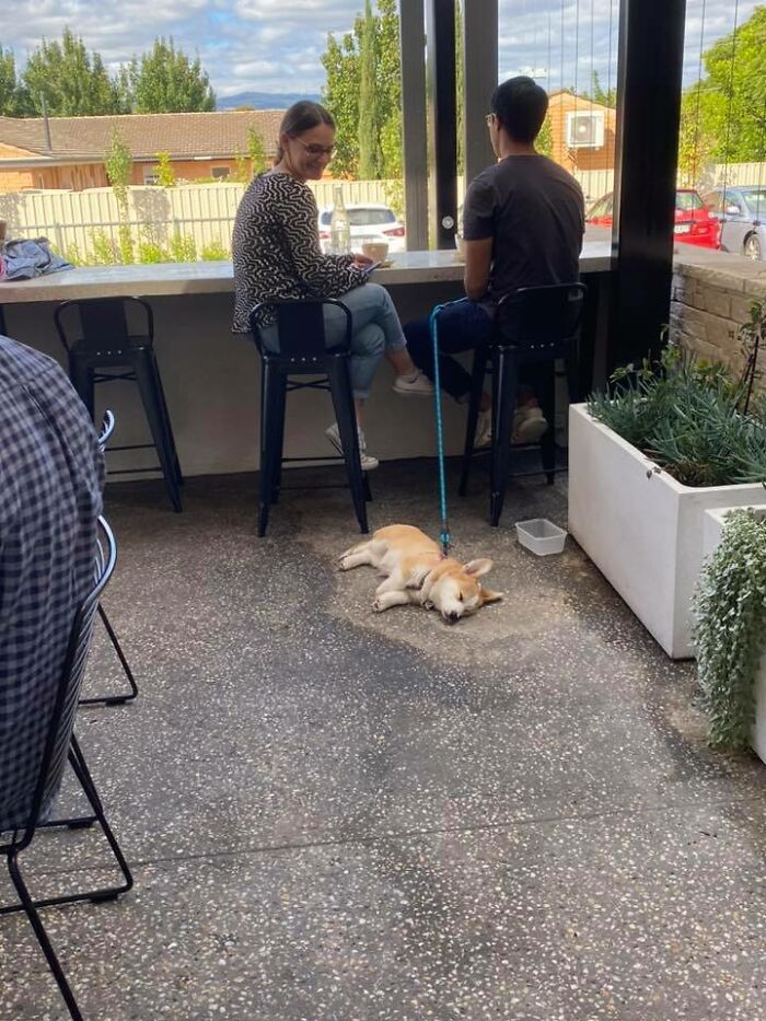 Spotted: Princess Corgi Doin The Snoozles