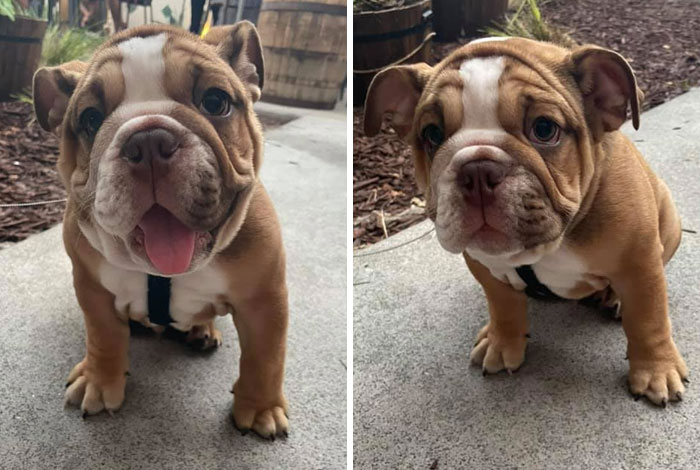 The Fresh Nugget Tonka