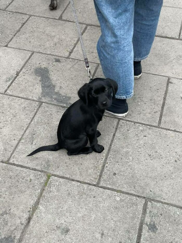 Shortly After This Little Fluff Was Spotted, She Retired Into A Tote Bag As Her Little Beans Got Too Tired And She Needed Carrying. Happens To The Best Of Us!