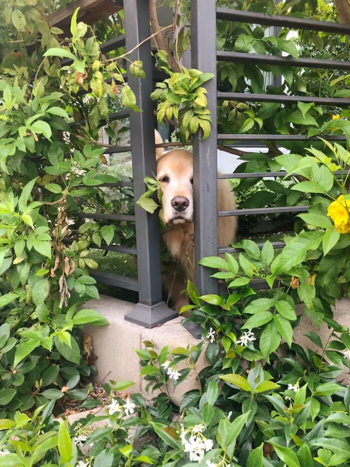 Gentle Senior Golden In Her Garden Or Actual Woodland Nymph? We May Never Know. Either Way I Shed A Tear