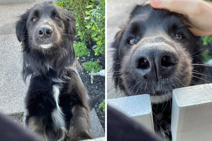Spotted: A Friendly Snoot Sticking Out Under A Front Gate!! This Is Louie, The Second I Pulled My Phone Out He Posed For A Photo, Clearly A Professional