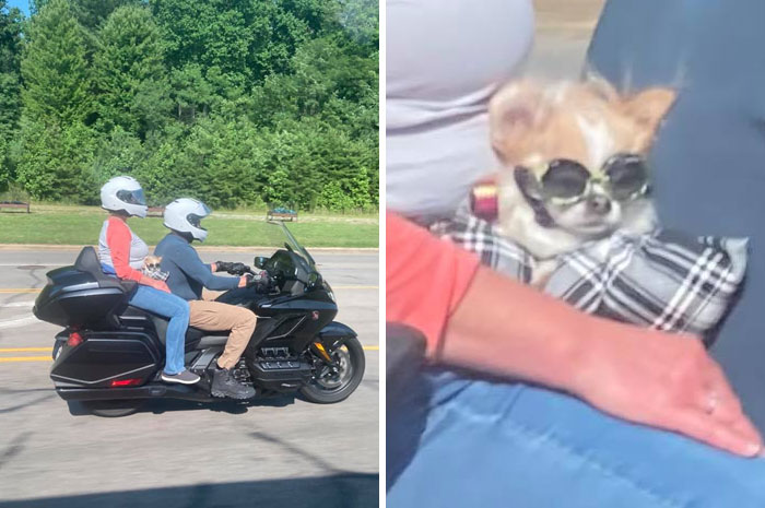 My Sister Spotted This Little Guy Out For A Spin