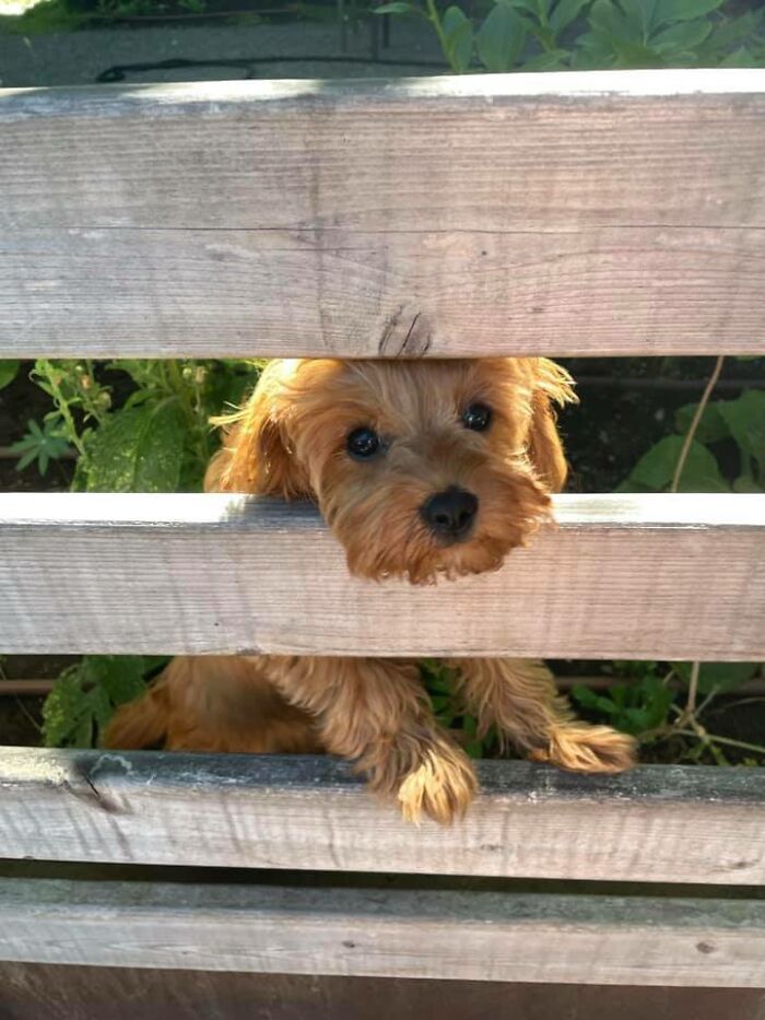 I Spotted The Tiniest Dog Ever!!