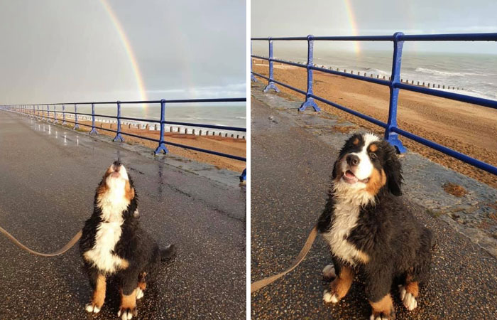 This Is Ovie, It Was His First Trip To The Beach Today