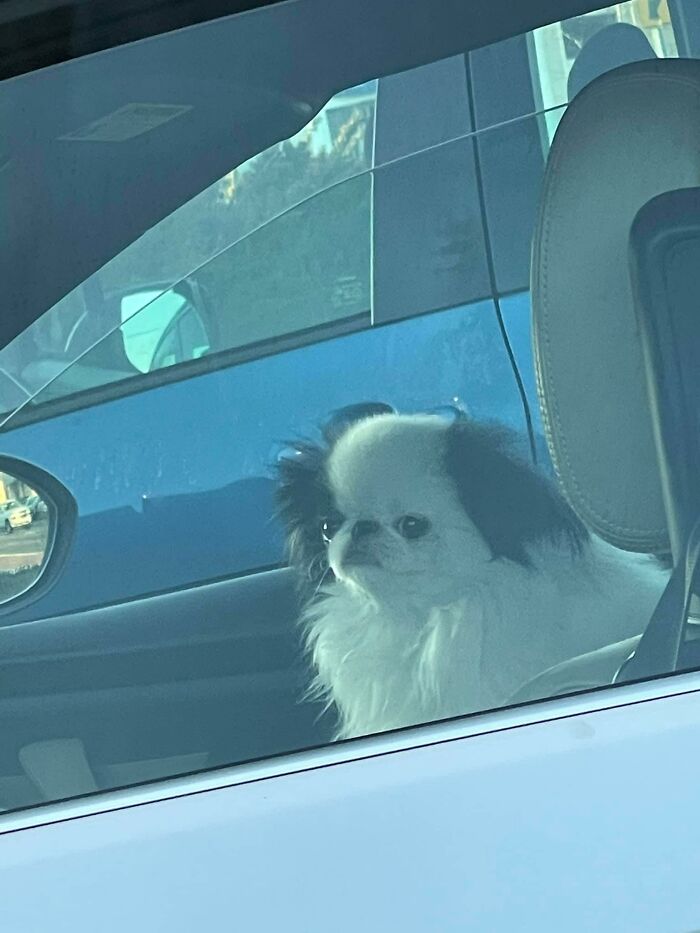 Saw This Hideous Dog The Other Day