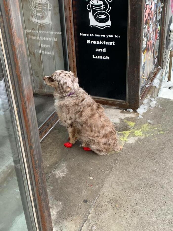Good Girl Waiting For Her Person At The Bagel Shop, No Leash, Just Boots