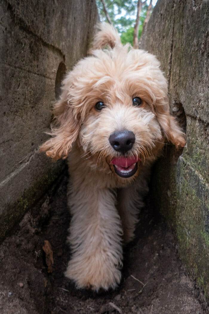 Gorgeous Mutt In The Playground