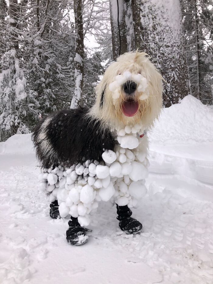 A Dog Or A Christmas Tree