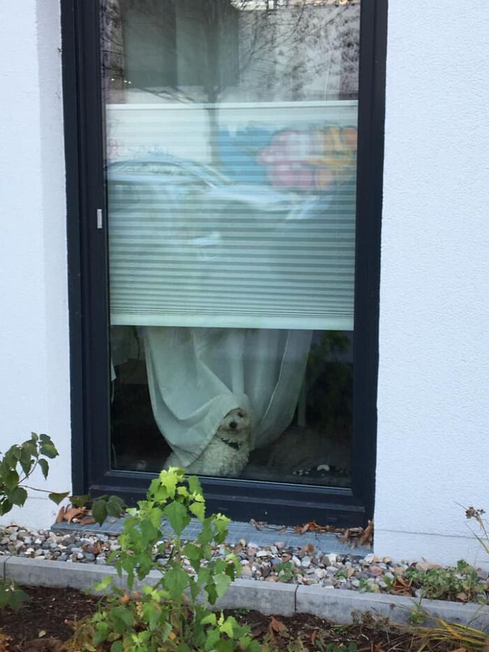 Spotted Virgen Maria Berlin