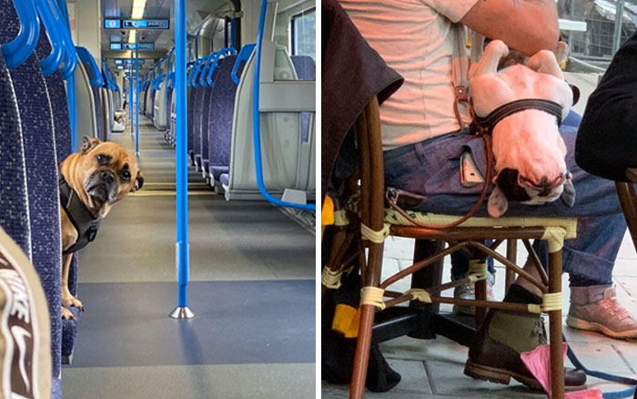 50 razones por las que ‘Dogspotting’ es probablemente el grupo más puro de Facebook (nuevas fotos)