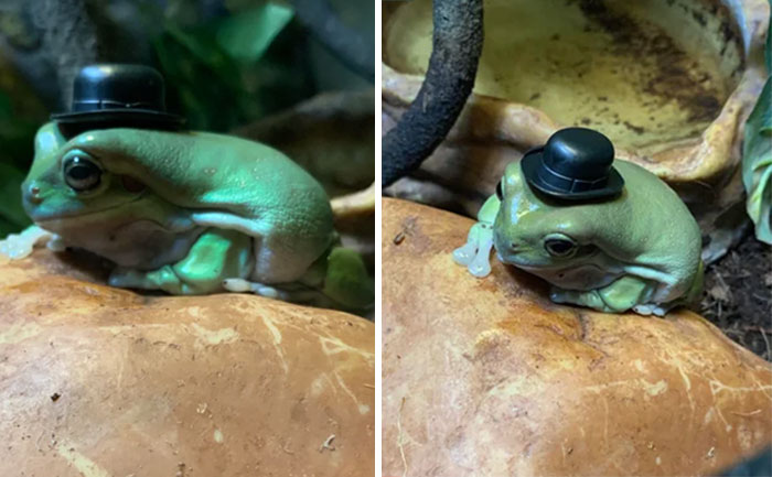 This Is Kevin. I Bought Kevin A Little Hat