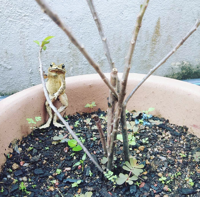 This Frog Really Had A Time For Chill