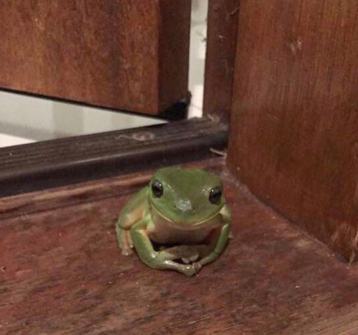 Noticed Him After Work Sitting At The Door. Looks Like He’s Waiting To Hear About My Day