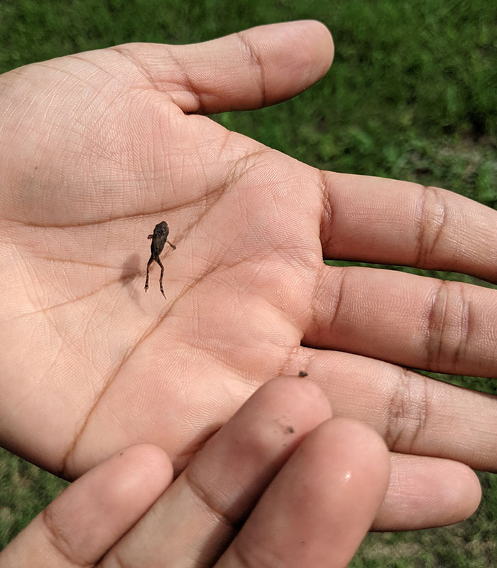 This Tiny Frog Caught Mid-Jump