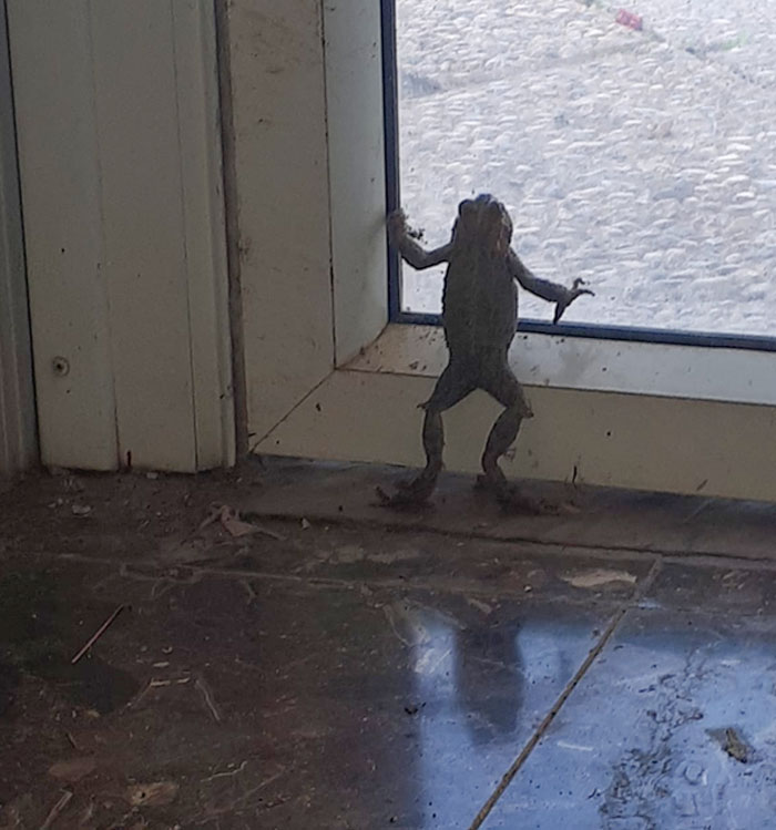 A Frog That My Father Found In His Office, Thinking And Reflecting On Its Life's Choices