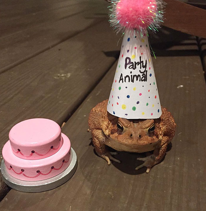 A Party Without Cake Is Just A Meeting