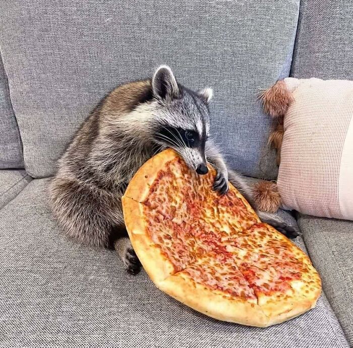 I Really Wish He'd Use A Plate If He's Going To Sit On The Couch