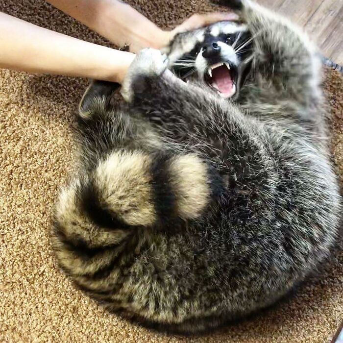 Argh No I Don't Want To Go To Brazil