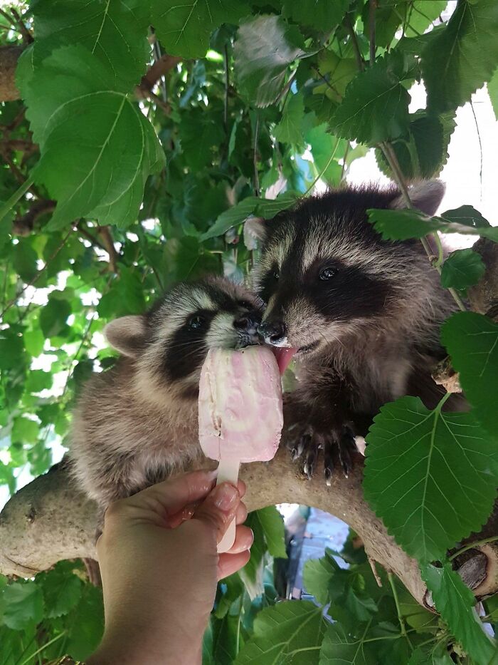 Now He Will Have To Go To The Dentist