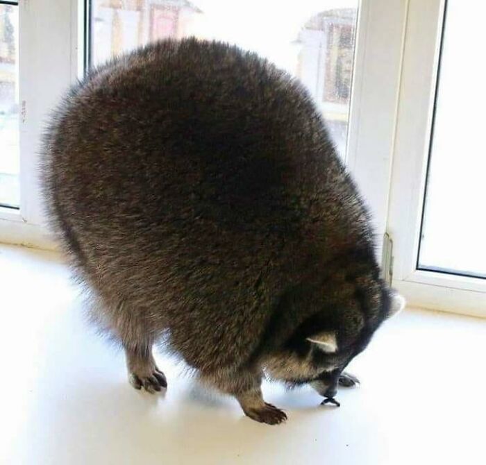 He About To Do A Flip