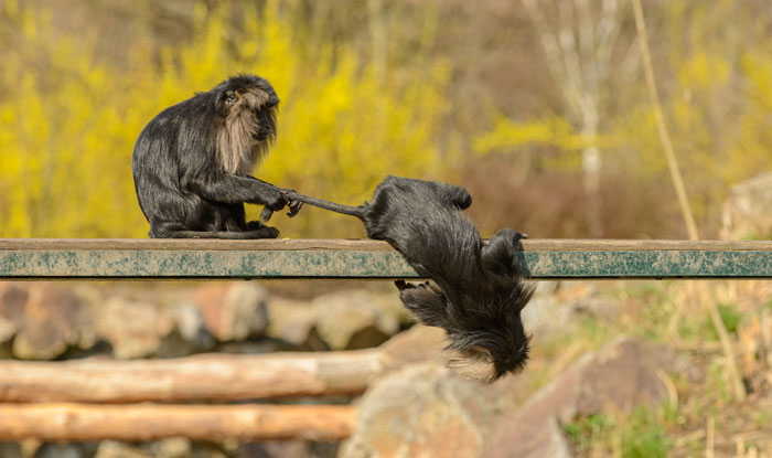 Two funny monkeys playing on a branch, one hanging upside down in a playful act.