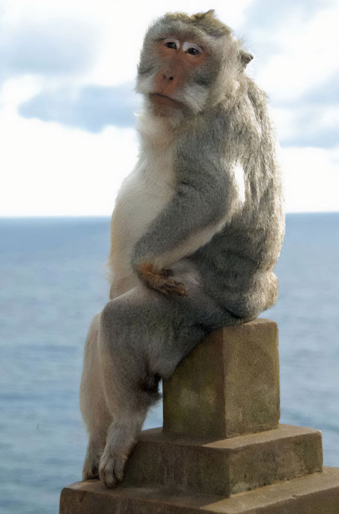 Monkey sitting on a stone pillar with a humorous expression, overlooking the sea.