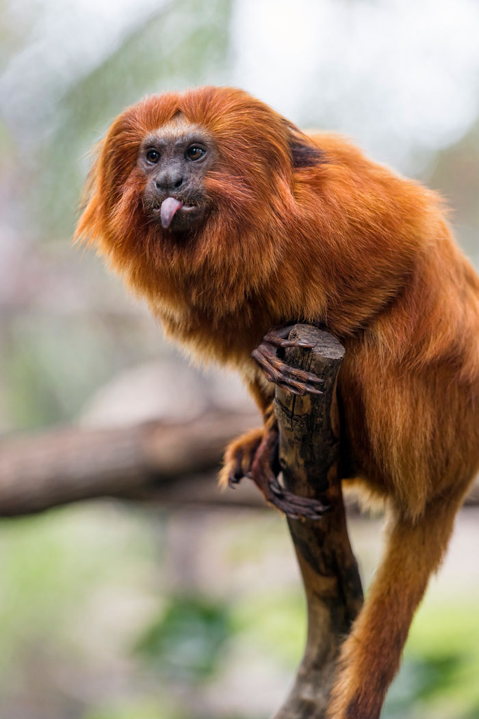 A funny monkey sticking its tongue out while perched on a branch.
