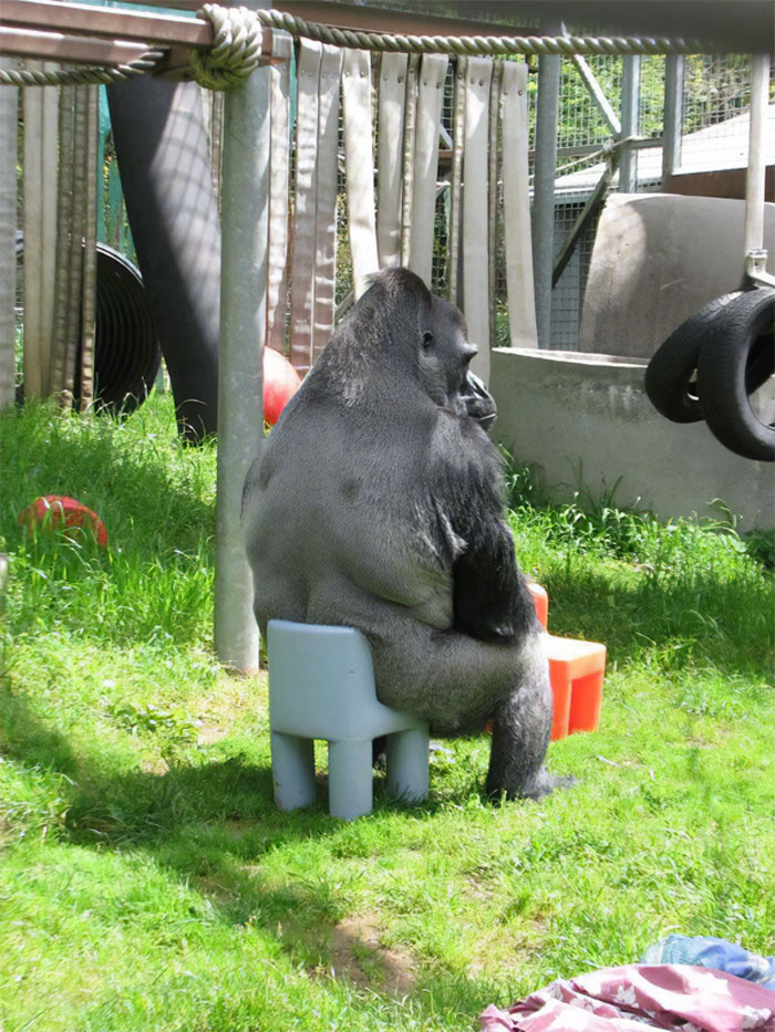 Funny monkey sitting humorously on small chairs in a grassy enclosure.