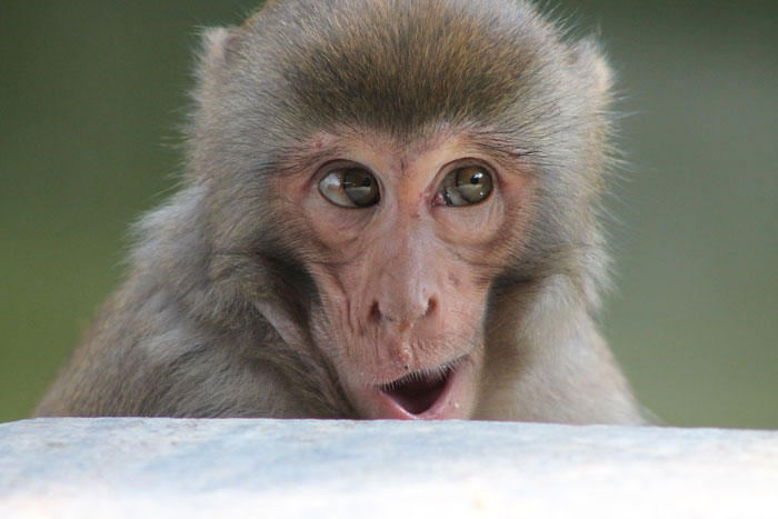 Funny monkey with surprised expression peeking over a ledge.