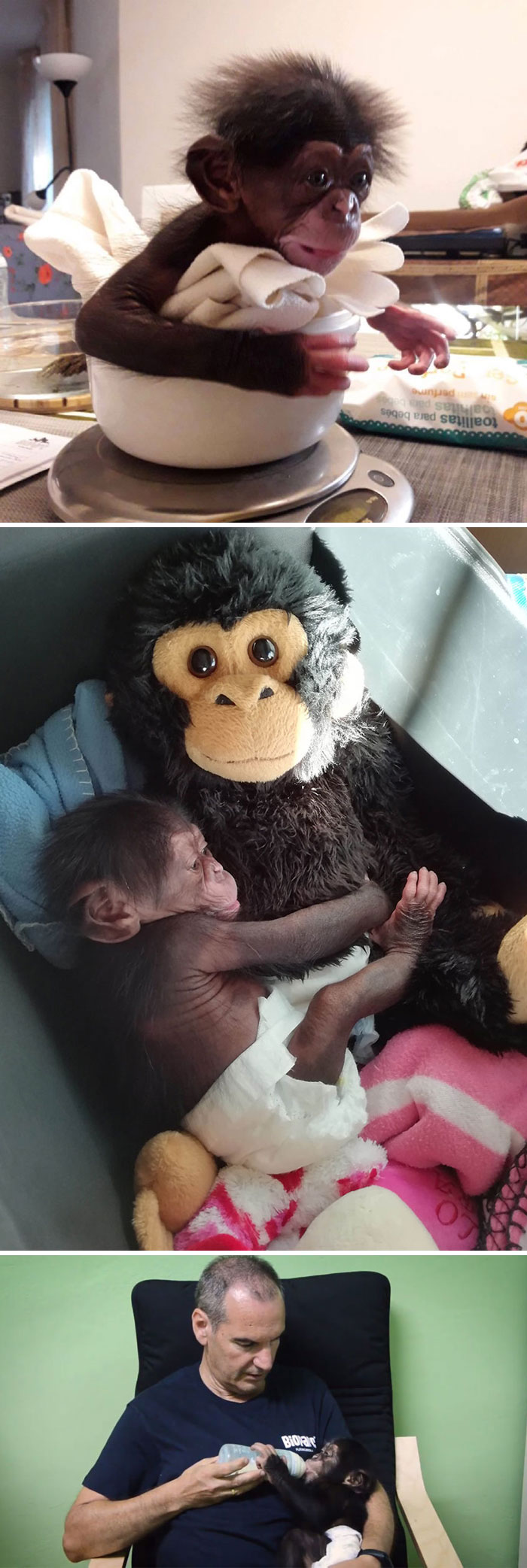 Three funny monkeys: one in a bowl, another cuddling a plush toy, and a third being bottle-fed by a person.