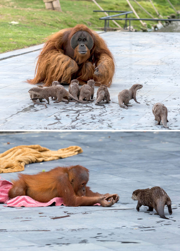 Funny monkeys interacting with a group of curious otters by a poolside.