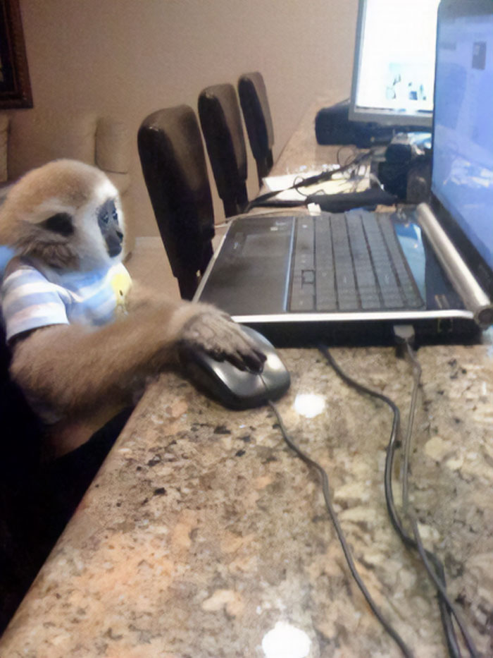 A funny monkey wearing a striped shirt sits at a desk using a computer mouse.