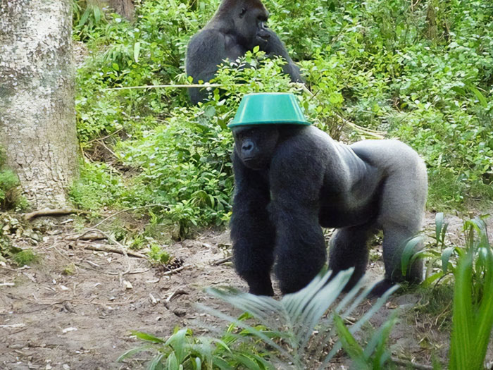 Gorilla with a green bowl on its head, embodying funny monkey behavior in a forest setting.