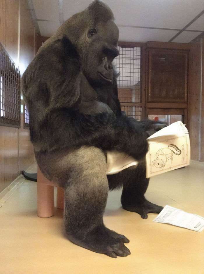 Gorilla amusingly pretending to read a newspaper inside its enclosure.