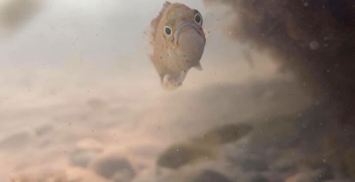 Peeked Under A Rock And This Fish Startled Me