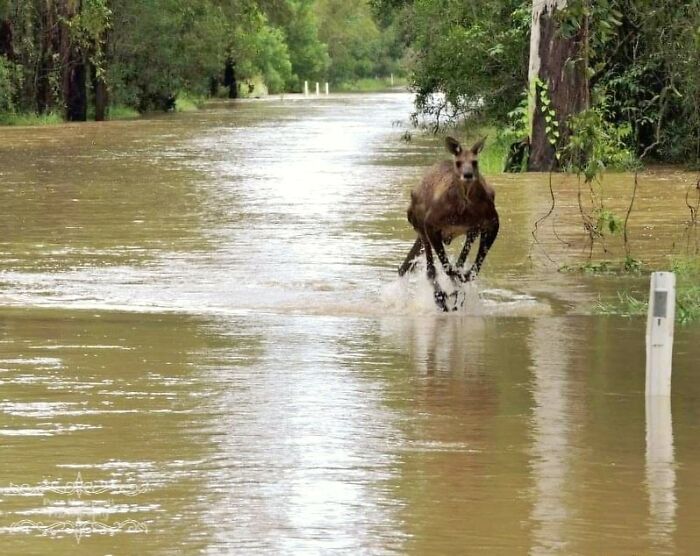 Why Swim When You Can Walk On Water?