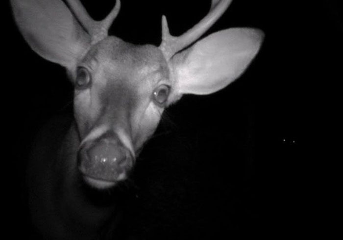 On My Wildlife Camera