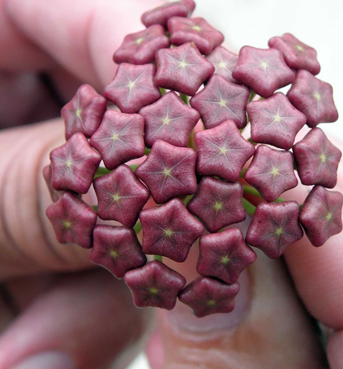 The Majestic Hoya Wax Flower